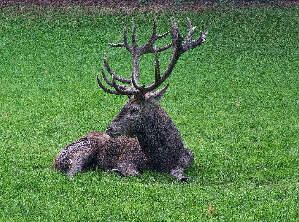 Forest grass animal wildlife