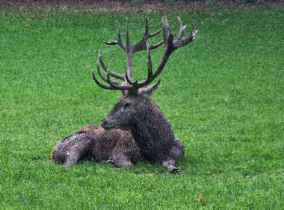 Photo Forêt herbe animal faune