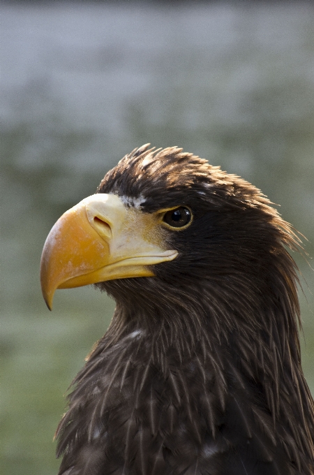 Burung sayap satwa margasatwa