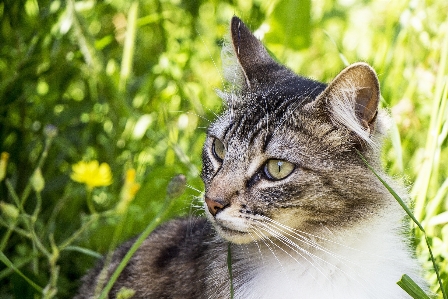 Nature grass flower animal Photo