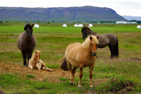 Farm meadow prairie animal Photo