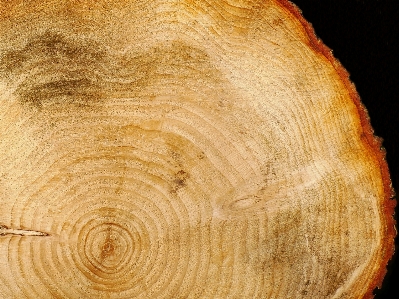 Tree structure wood trunk Photo