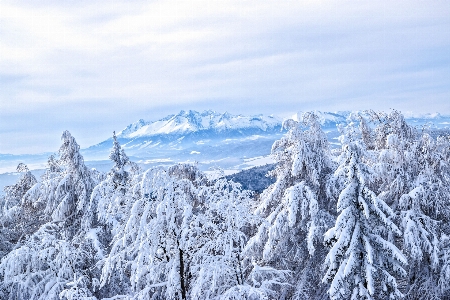 Photo Paysage arbre nature région sauvage
