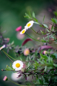 Nature grass branch blossom Photo