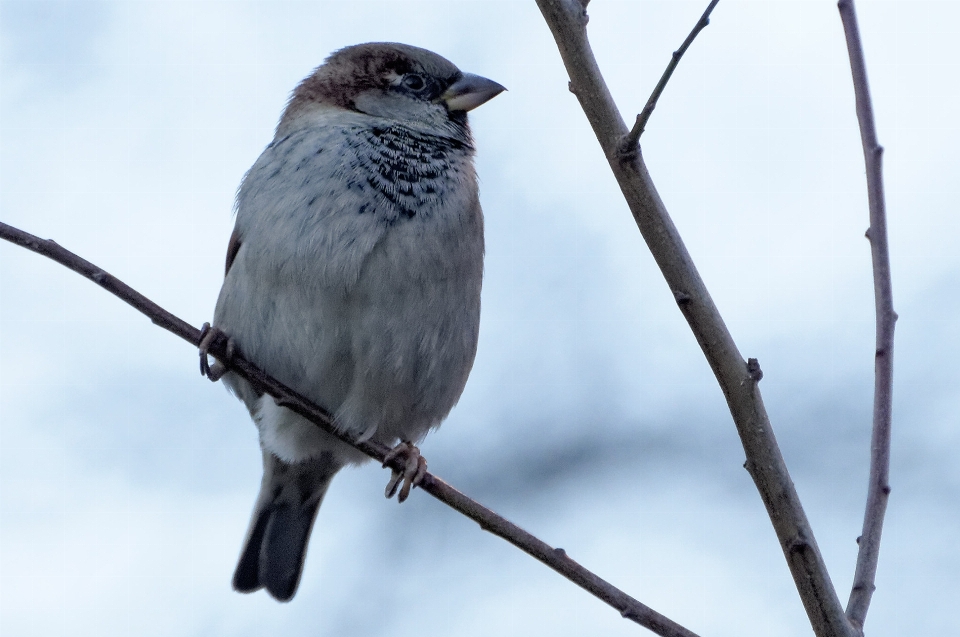 Ramo inverno uccello animali selvatici