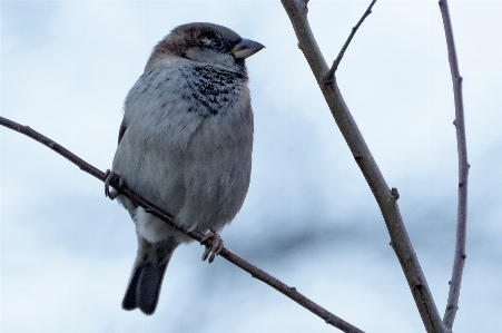 Foto Ramo inverno uccello animali selvatici