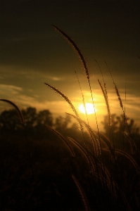 Nature grass outdoor horizon Photo