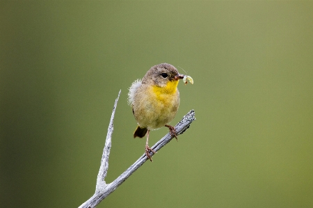 Foto Pohon alam cabang burung