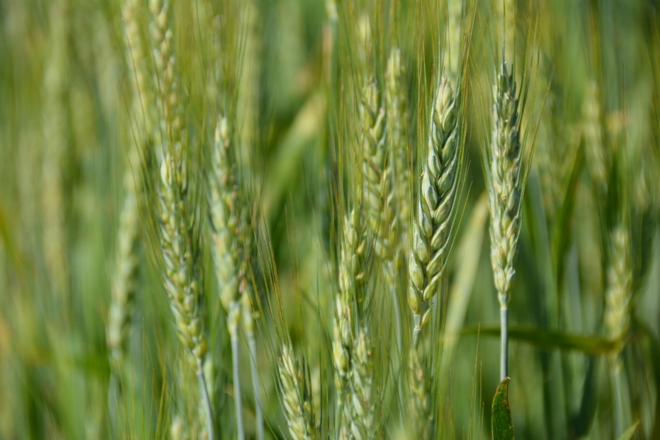 Grass plant field farm