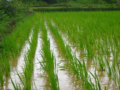 Landscape nature grass outdoor Photo