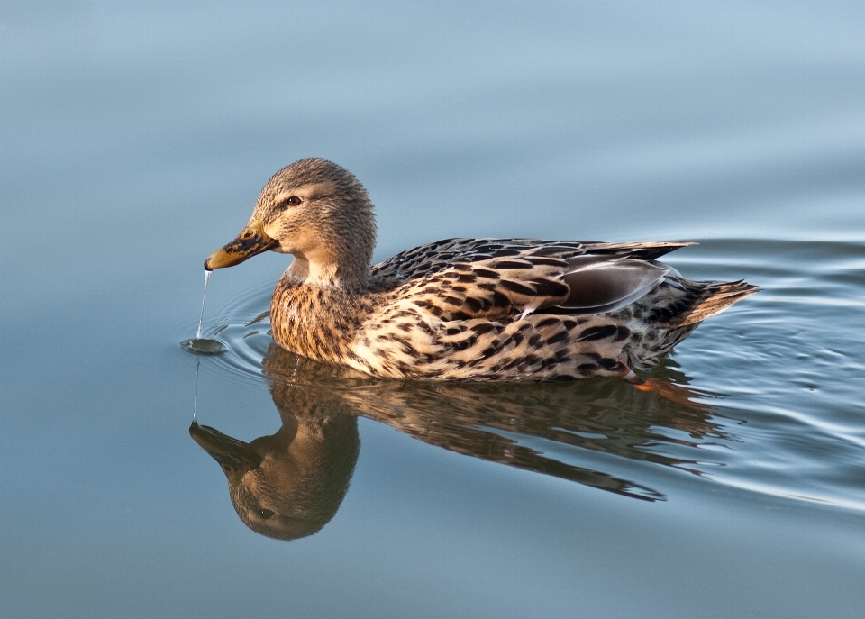 Agua pájaro ala fauna silvestre