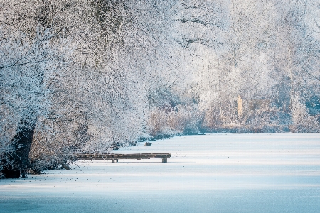 Landscape tree water nature Photo