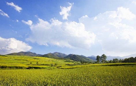 Landscape grass horizon cloud Photo