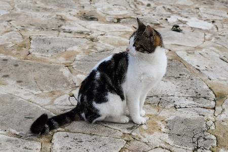 Foto Animale carino guardare gattino