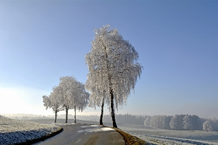 Landscape tree nature mountain Photo