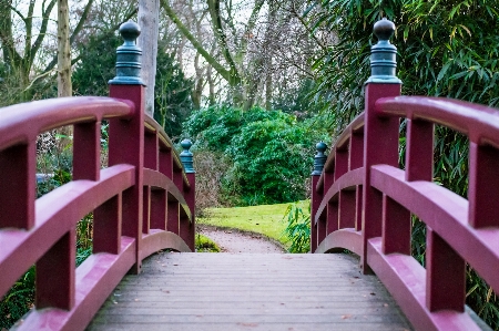 Path bridge flower home Photo