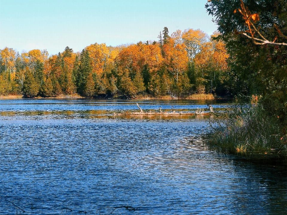 Paesaggio albero acqua natura