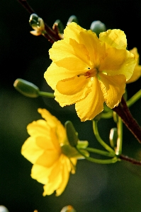 Blossom plant photography flower Photo