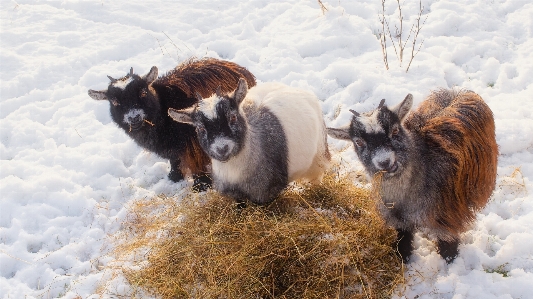 Nature snow winter hay Photo