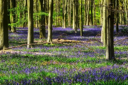 Foto Paisaje árbol naturaleza bosque