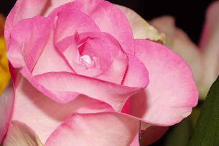 Blossom plant photography flower Photo