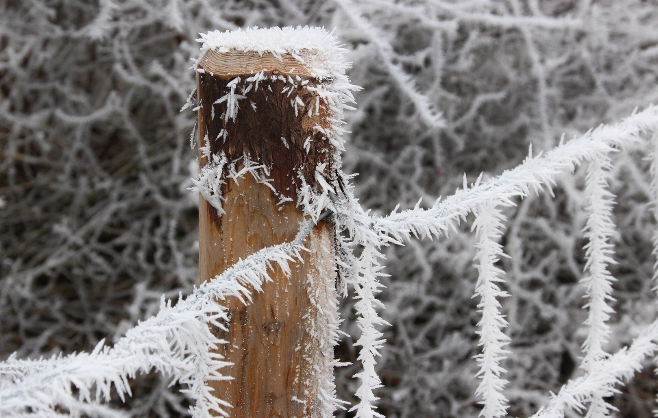 Drzewo natura oddział śnieg