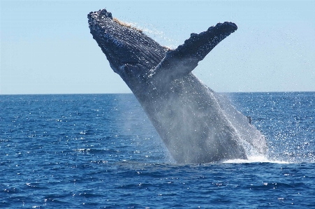 Sea ocean animal jumping Photo