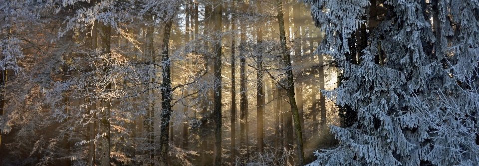 Landscape tree nature forest