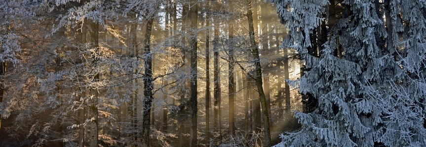 Landscape tree nature forest Photo