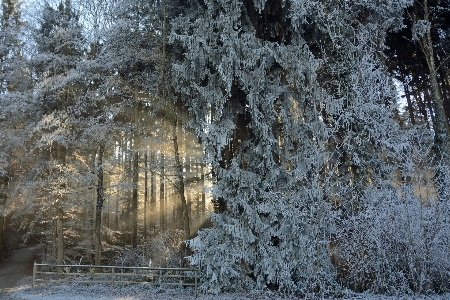 Landscape tree nature forest Photo