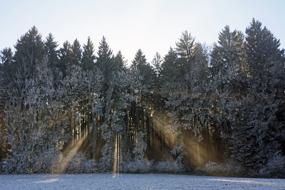 Landscape tree nature forest