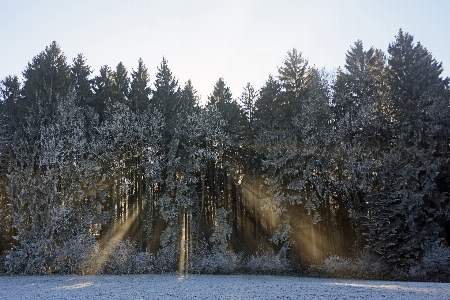 Landscape tree nature forest Photo