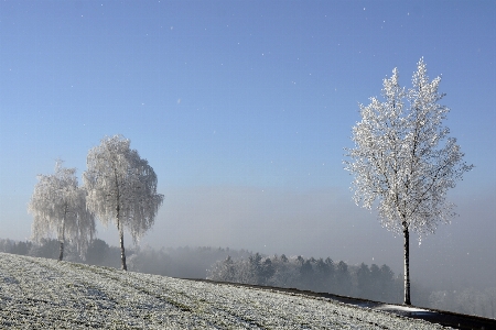 Landscape tree nature branch Photo