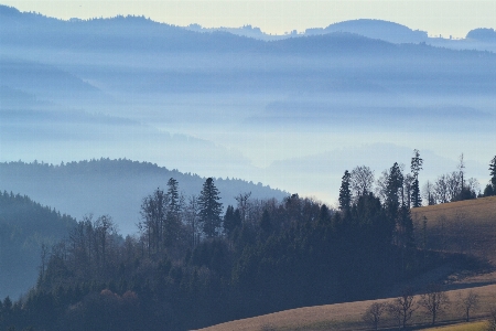 風景 木 自然 森 写真