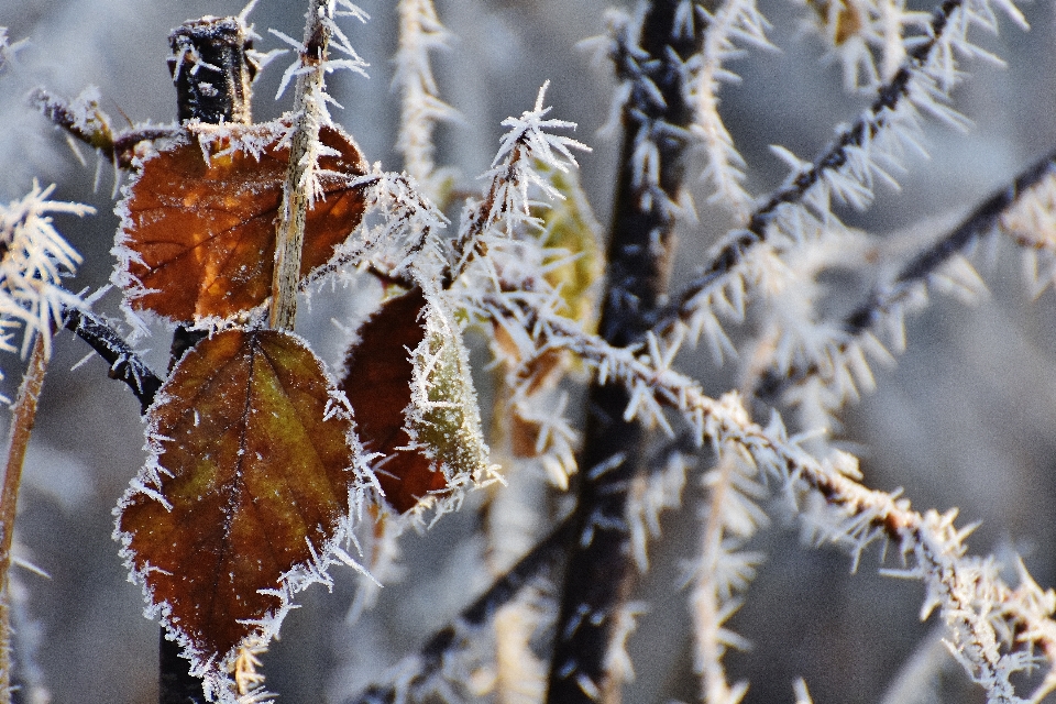 Albero natura ramo nevicare