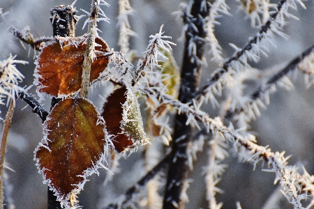 Photo Arbre nature bifurquer neige