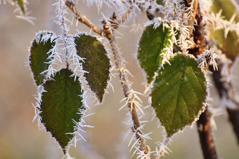 árbol naturaleza rama florecer