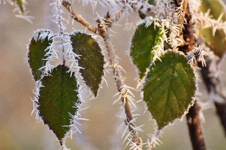 Tree nature branch blossom Photo