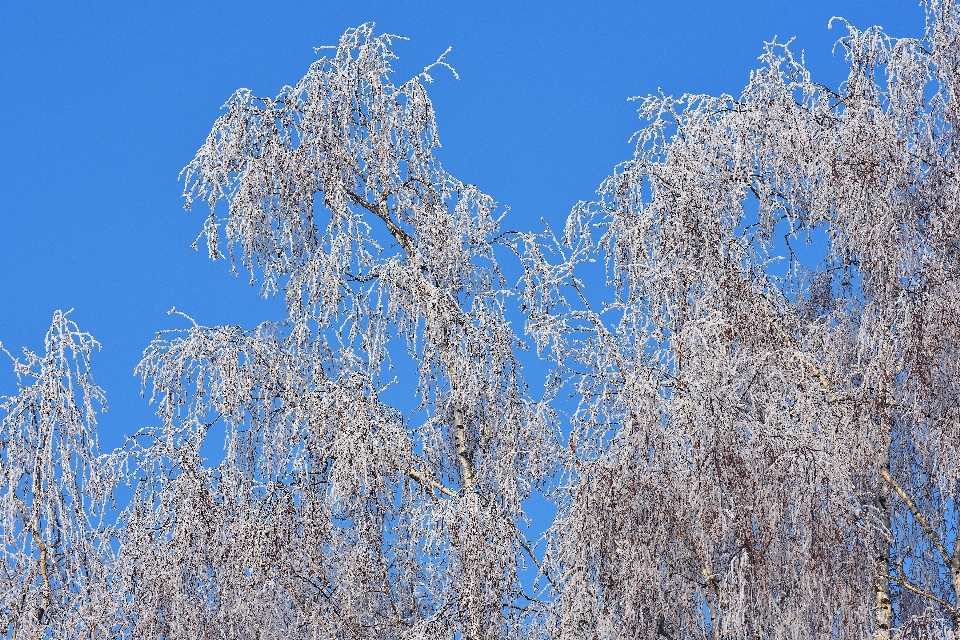 árvore natureza floresta filial