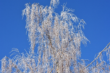 木 自然 草 ブランチ 写真