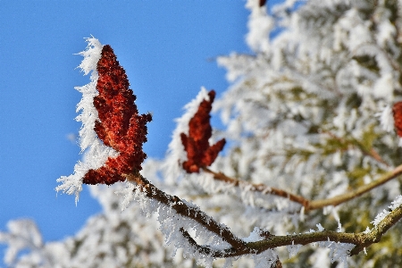 Tree nature branch blossom Photo