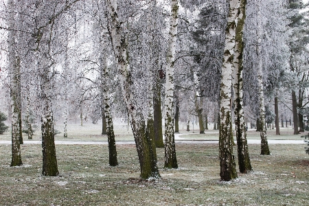 Фото дерево природа лес ветвь