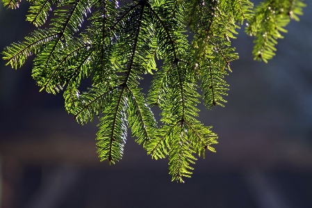 Tree nature forest branch Photo