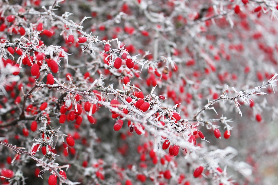 自然 分支 雪 冬天