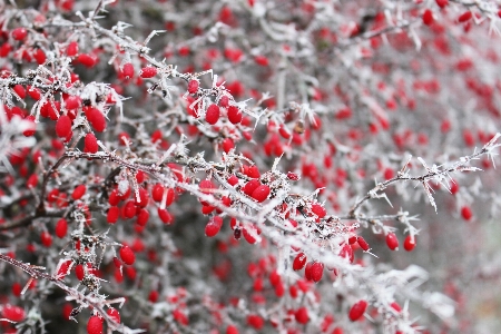 Nature branch snow winter Photo