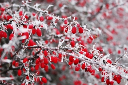 Photo Nature bifurquer fleurir neige