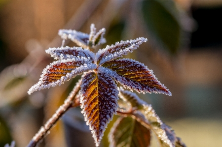 Nature branch cold winter Photo