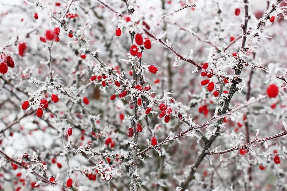 Natureza filial florescer neve