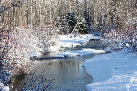 Tree water forest creek Photo