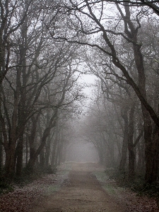 Tree nature forest branch Photo